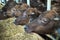 Selective focus on crowd of diary cows in farm