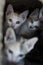 Selective focus curious group of cute small domestic kittens cat