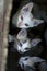 Selective focus curious group of cute small domestic kittens cat