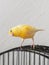 Selective focus. Curious yellow canary looks straight sitting on