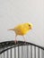 Selective focus. Curious yellow canary looks straight sitting on a cage on a light background. Breeding of songbirds. Vertical