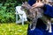 Selective focus of a cute cat being held by its owner against autumnal leaves of grasses