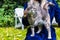 Selective focus of a cute cat being held by its owner against autumnal leaves of grasses