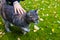 Selective focus of a cute cat being touched by its owner against autumnal leaves of grasses