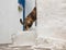 Selective focus of a cute cat entering the building with white facade
