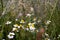 Selective focus on daisies, wild daisies in summer meadow