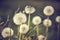 Selective focus on dandelion seeds in summer meadow. Macro