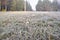 Selective focus on dandelions in first frost. Defocused blurred background with grass and trees.