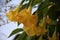 Selective focus, directly below the yellow pendulous flowers of a Brugmansia suaveolens plant