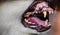 In selective focus of dog canine tooth and oral medicine in dog