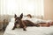 Selective focus of dog near sleeping couple on bed