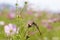 Selective Focus on a dragonfly perched on a flower bud is eating insects