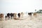 Selective focus on the dried coconut leaf on the beach with blurred group of walking cows in background