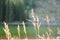 Selective focus of dried grasses against a blurred lake background