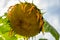 Selective focus on drooping sunflower head after petals have wilted