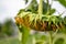 Selective focus on drooping sunflower head after petals have wilted