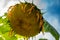 Selective focus on drooping sunflower head after petals have wilted