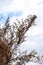 Selective focus Dry beige reed on a blue sky background. Beautiful nature trend decor. Minimalistic neutral concept. Closeup