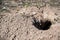 Selective focus on earthen tunnel entrance of a prairie dog hole