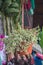 Selective focus Elephant bush plant on orange pot in the garden.Succulent plant name Portulacaria afra or Rainbow Bush.