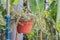 Selective focus Elephant bush plant on orange pot in the garden.Succulent plant name Portulacaria afra or Rainbow Bush.