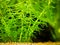 Selective focus of Elodea canadensis American waterweed or Canadian waterweed or pondweed on a fish tank - macro close up