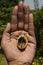 Selective focus of empty walnut in man hand, walnut shell in man hand, walnut shell in man hand on the background of the beautiful