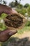 Selective focus of empty walnut in man hand, walnut shell in man hand, walnut shell in man hand on the background of the beautiful