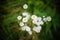 Selective focus of Erigeron annuus ( Aster annuus) flowers in a field