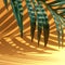 Selective focus of exotic coconut leaf with shadow on color background.Tropical and holiday summer concepts ideas