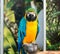 Selective focus of an exotic macaw parrot with tree leaves blurred background