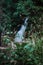 Selective focus on an exquisite waterfall shot in long exposure, hidden in lush vegetation