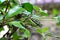 Selective focus at the eye of Golden Tree Snake animal wildlife on branch tree