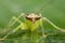 Selective focus of the face of the grasshopper leaves. Front view of the Grasshoppers on green leaves with green background