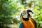 Selective focus of the face of a macaw against a blurred background
