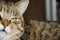 Selective focus face of striped brown cat with copy space. Portrait of Tabby cat with green eyes sitting in the apartment. Concept