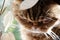 Selective focus face of striped brown Scottish fold.  Portrait of Tabby cat with copy space. Concept of pets