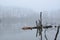 Selective focus of fallen pieces of woods in a mystic and scary lake - great for wallpapers