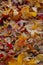 Selective focus, fallen tree leaves on the ground in fall