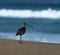 Selective focus of a Far Eastern curlew on the beach surrounded by the sea with a blurry background