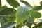 Selective focus. Ficus tree leaves in large drops of water. Weeping fig, benjamin fig Ficus benjamina. Close-up.