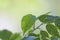 Selective focus. Ficus tree leaves in large drops of water. Weeping fig, benjamin fig Ficus benjamina. Close-up.