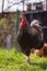 Selective focus of a fierce, colorful and patterned rooster standing on the grass