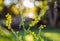 Selective focus on flower melilotus officinalis known as sweet yellow clover, yellow melilot.