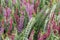 Selective focus on flowering Calluna vulgaris (common heather, ling, or simply heather). Natural floral background
