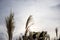 Selective focus of flowers of grasses in a field against a bright sunny sky