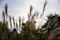 Selective focus of flowers of grasses in a field against a bright sunny sky