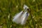 Selective focus of the fluffy common cottongrass in the field