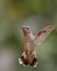 Selective focus of a flying hummingbird against a blurred background