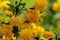 Selective focus on foreground of bright yellow flowers of Japanese kerria or Kerria japonica pleniflora